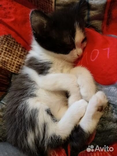 Котята