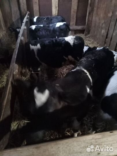 Телёнок, 2-3 месячные. Большие 1,5 месяц