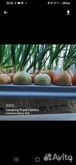 Гидропоника