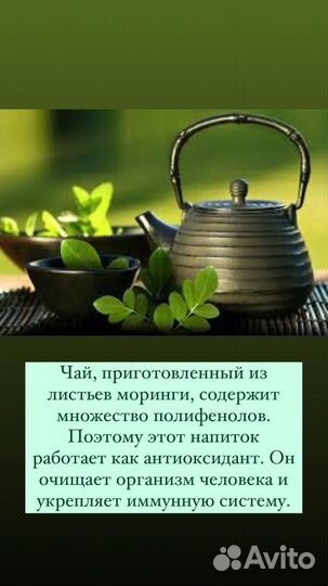 Чай Моринга