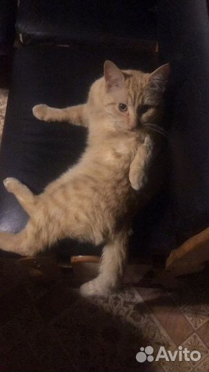 Кот светло-рыжего цвета без пятен