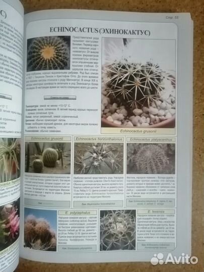 Ван дер Неер Ян. Все о кактусах. 2004