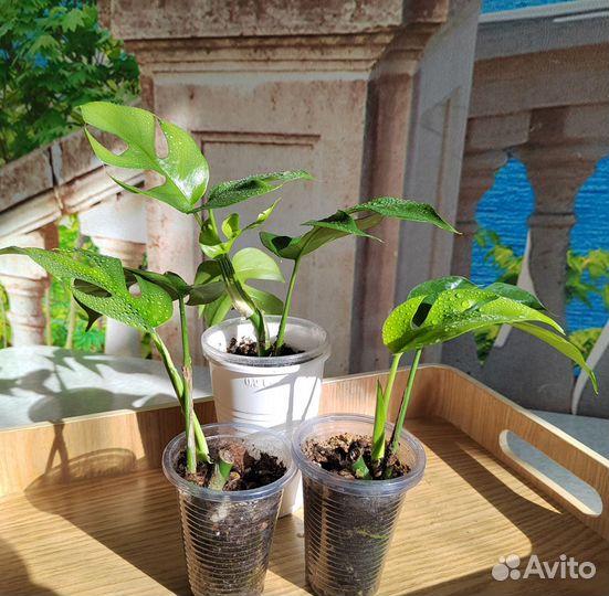 Рафидофора