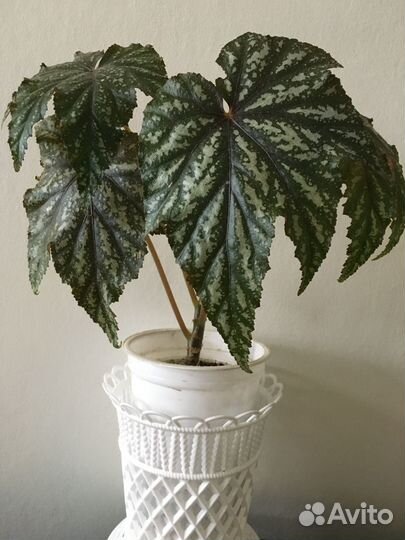 Бегония Гриффон