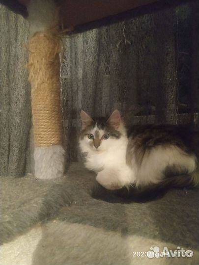 Кошечка в добрые руки