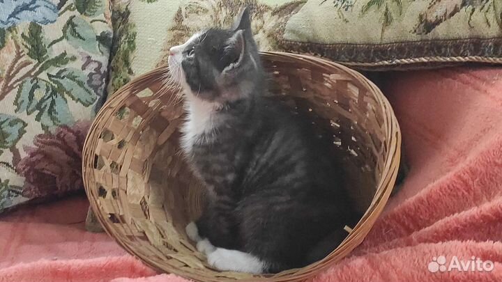 Дымчатый котенок-девочка Лапочка