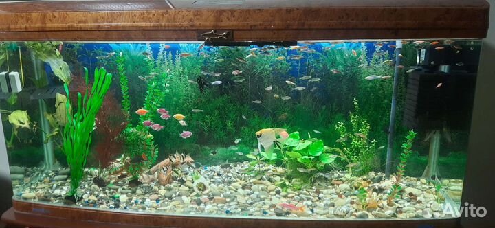 Рыбки Данио