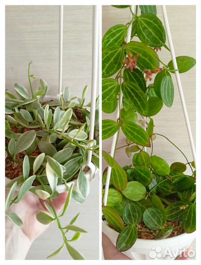 Хойя, Дисхидия и другие