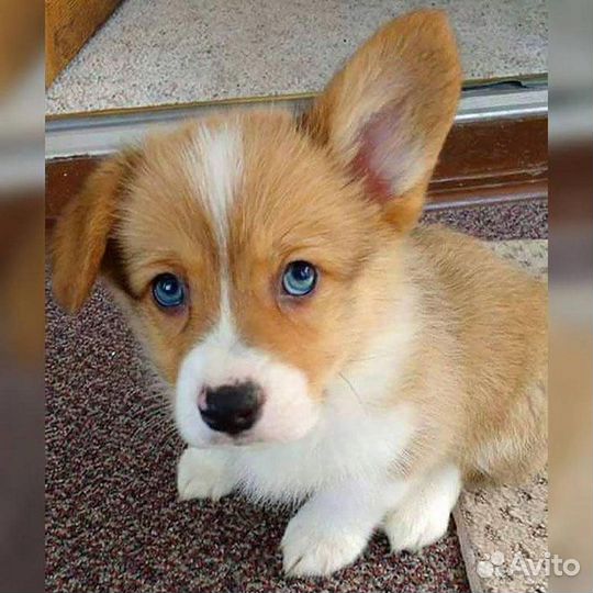 Крупные Щенки-метисы из приюта