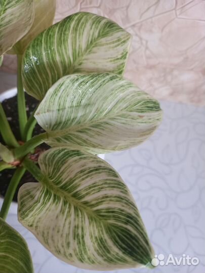 Филодендрон Биркин Вайт