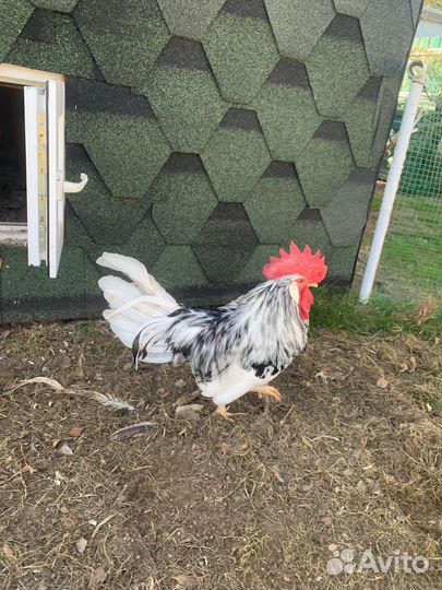 Леггорн долматинец