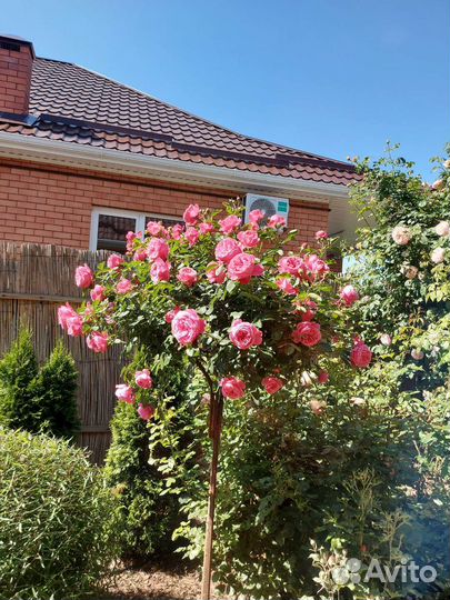 Роза на штамбе