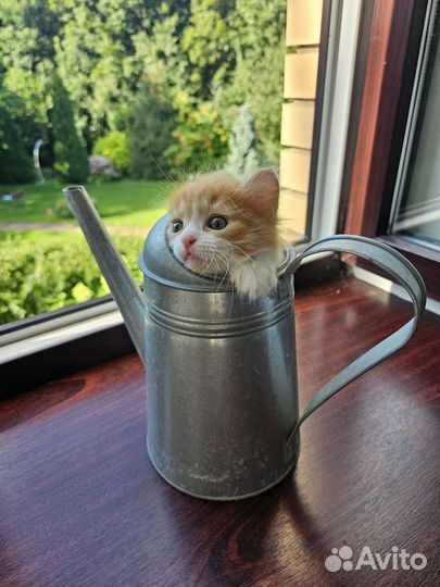 Рыжие котята в добрые руки