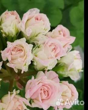 Пеларгонии сортовые Царская невеста