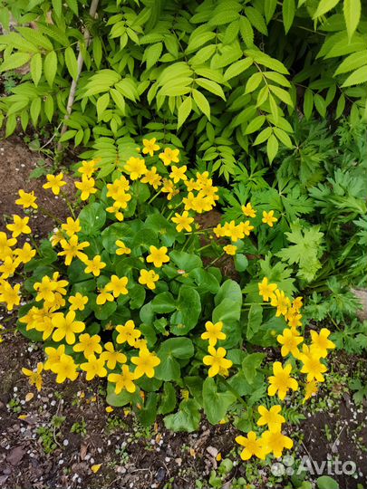 Калужница многолетник