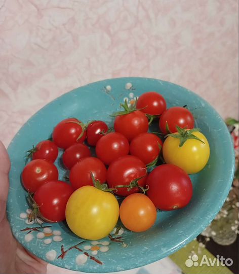 Томат комнатный