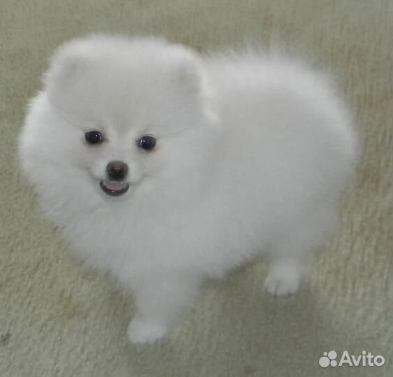 Померанский шпиц девочка