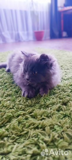 Британские котята