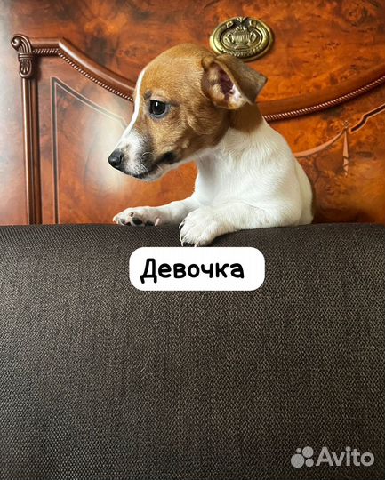 Щенки джек рассел терьер гладкошерстный