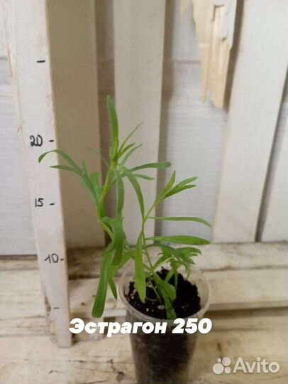 Многолетнее пряное лекарственное растение эстрагон