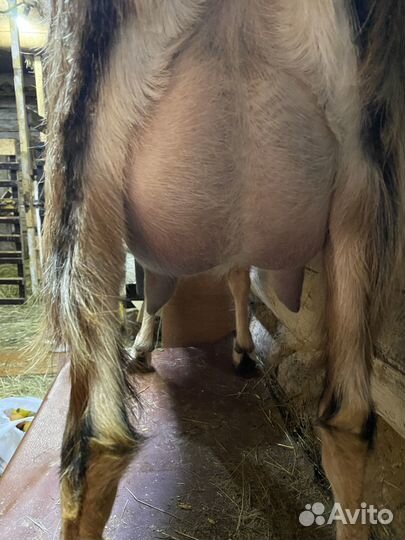 Дойная коза и козел