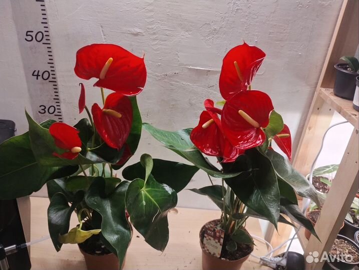 Антуриум Кентуки