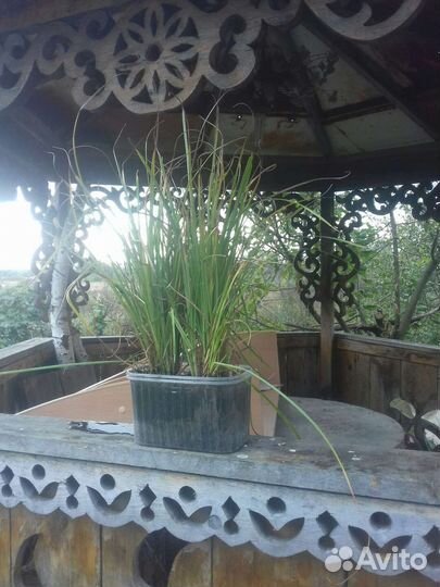 Тигровый орех (чуфа) земляной миндаль