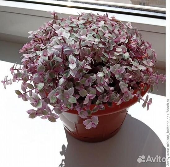 Каллизия розовая пантера