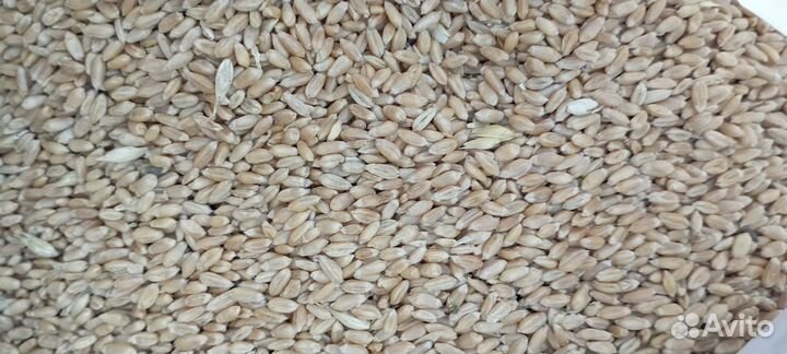 Яровая пшеница