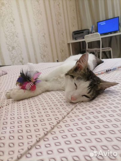 Котик