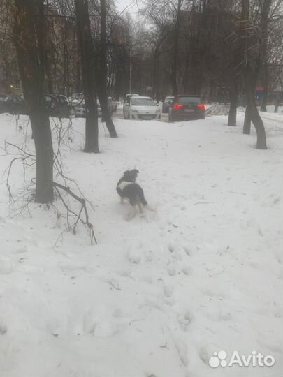 Собака Найда в добрые руки
