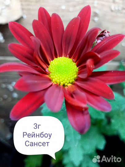 Хризантема