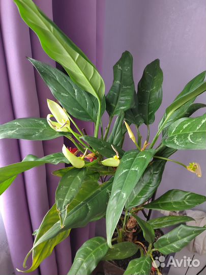 Аглаонема изменчивая