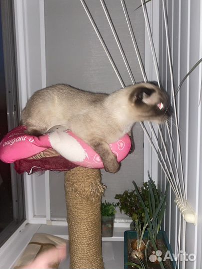 Тайский кот