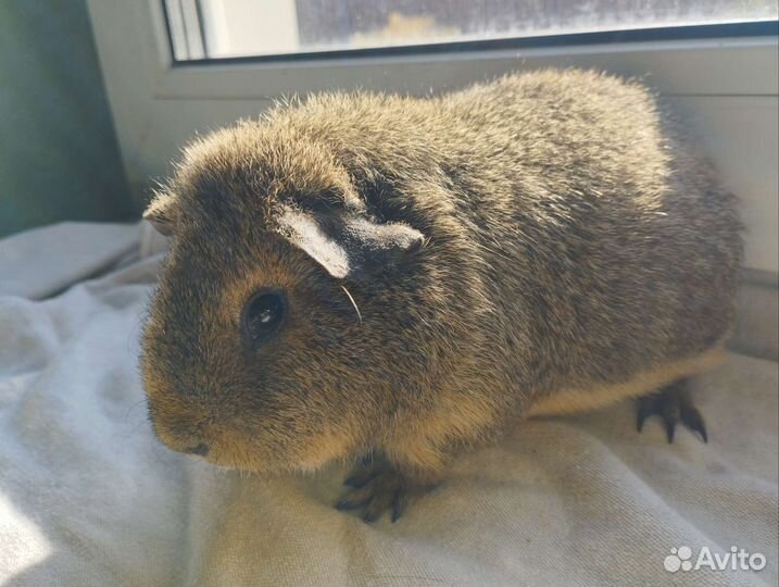 Морские свинки Тедди девочки