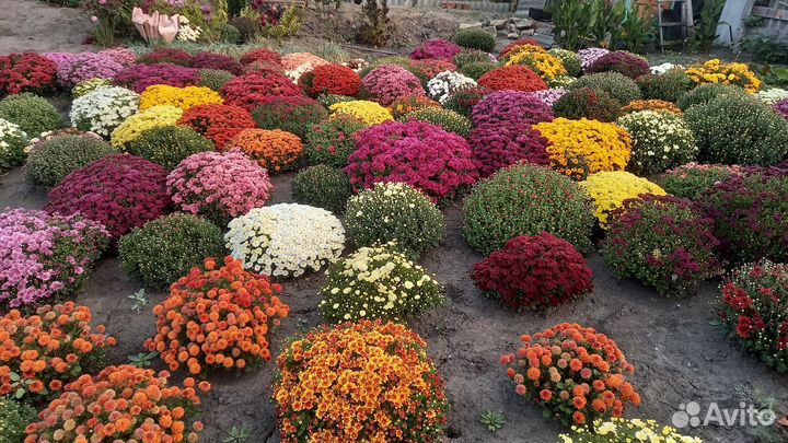 Хризантемы мультифлора