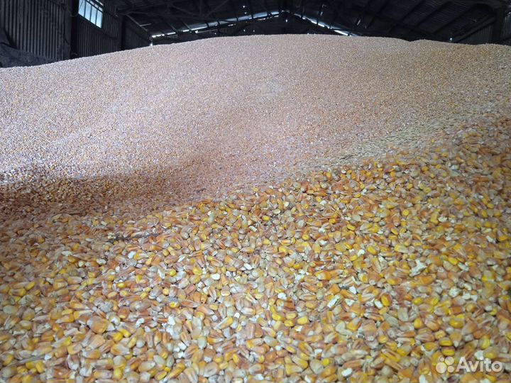 Кукуруза зерно