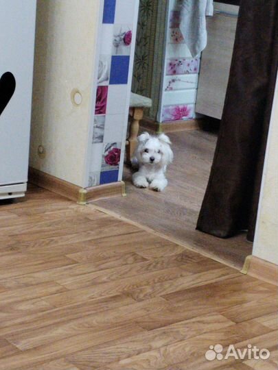 Мини мальтипу