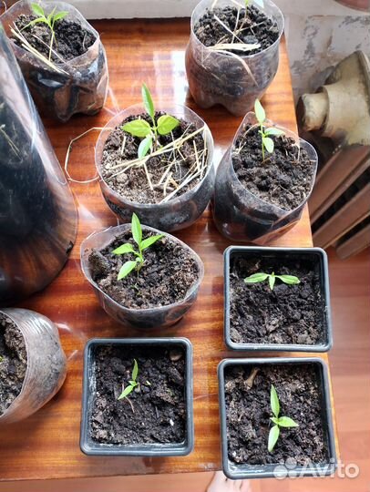 Рассада перца Чили цена за штуку
