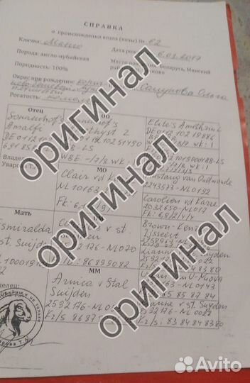 Нубийские коза и козёл