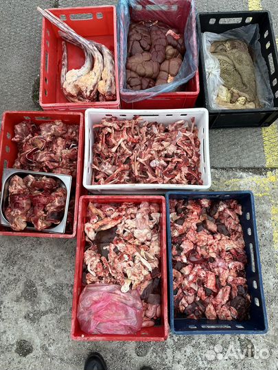 Мясо для собак. Говядина