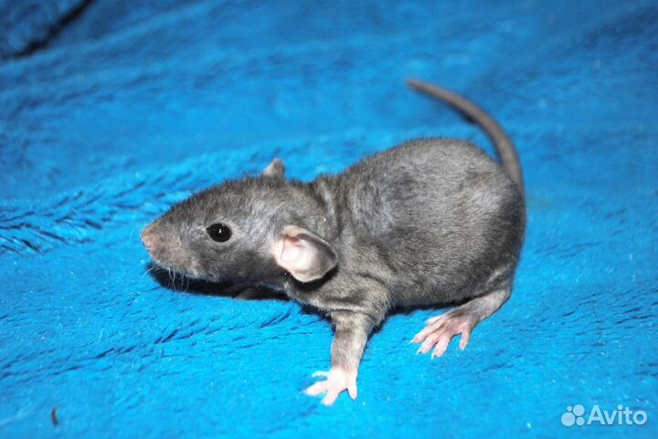 Крысята сфинкс-Дамбо