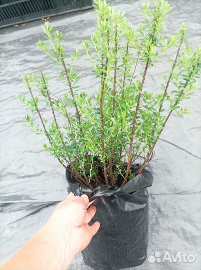 Спирея Нипонская