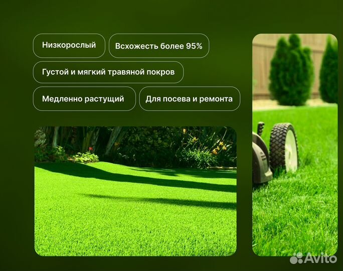 Семена газонной травы