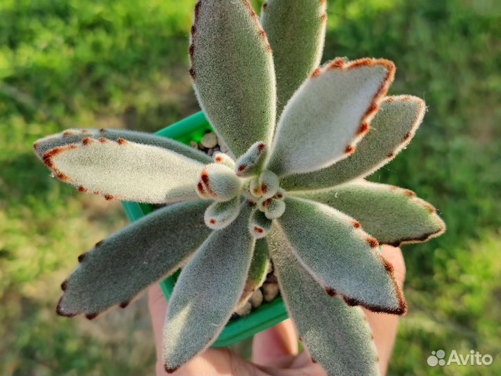 Суккуленты/Фабиола/Пурпузорум/Томентоза/Лимифолия