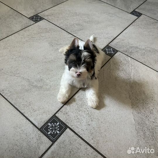 Бивер йорк щенок