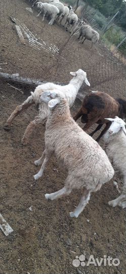 Ягнята баранчики на откорм