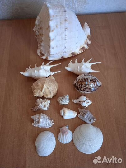 Морские ракушки