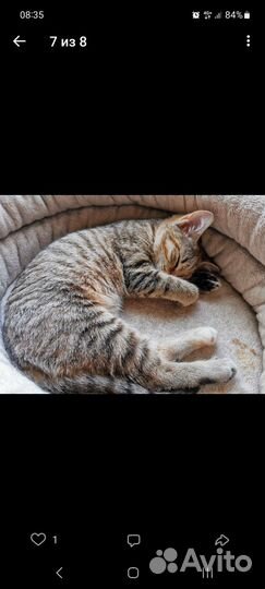 Котята ищут дом