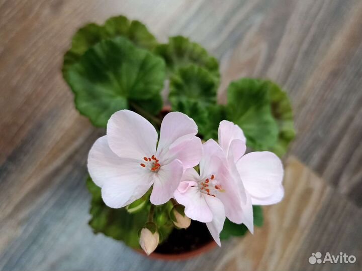 Пеларгония герань Appleblossom